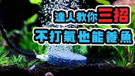 魚缸打氣位置